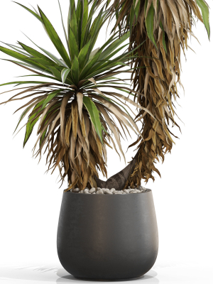 plants-collection-688-3d-model-max-obj-fbx-c4d-blend