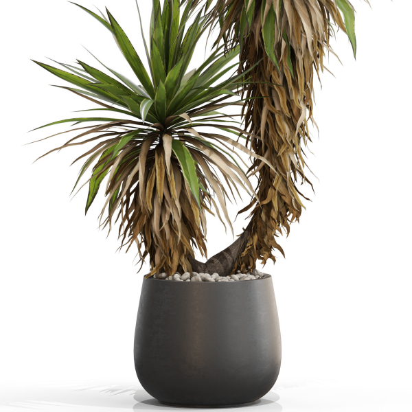 Plants collection 688