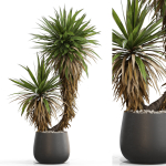 Plants collection 688