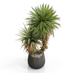 Plants collection 688