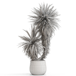 Plants collection 688