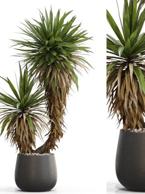 Plants collection 688