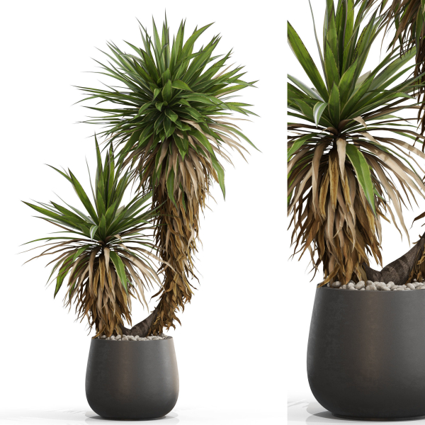 Plants collection 688