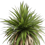 Plants collection 689
