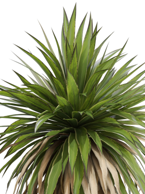 plants-collection-689-3d-model-max-obj-fbx-c4d-blend