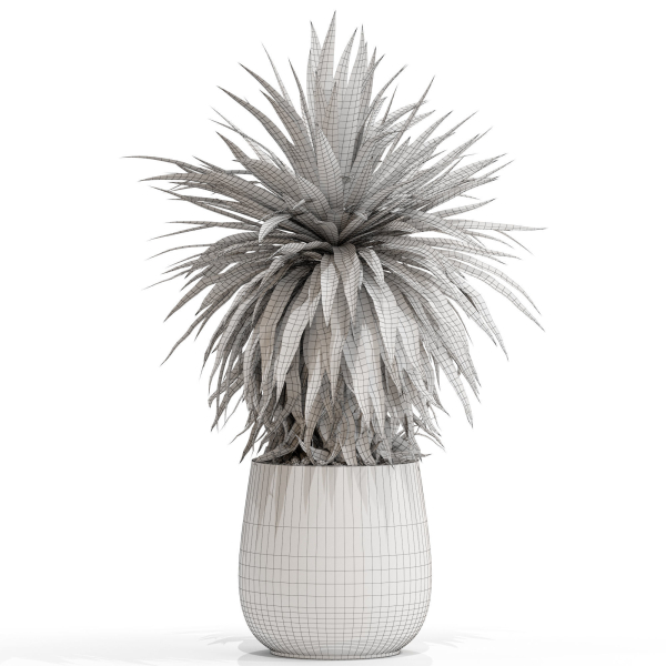 Plants collection 689