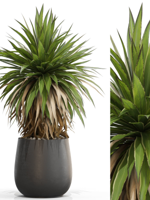 Plants collection 689