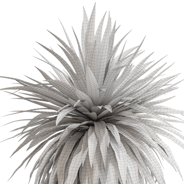 Plants collection 689