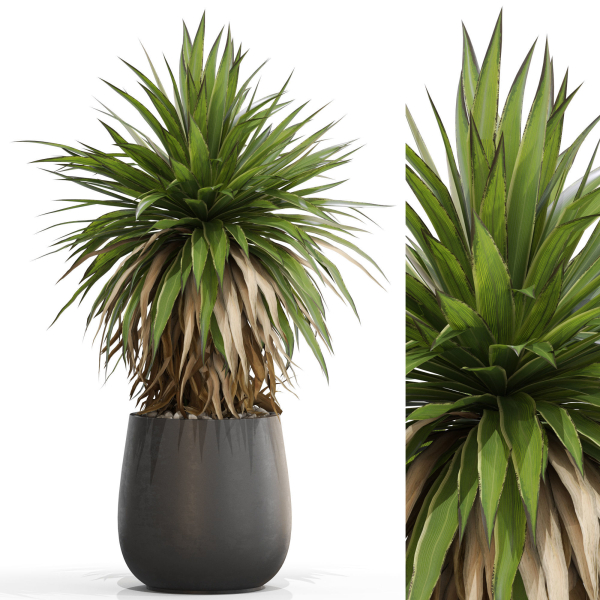 Plants collection 689