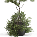 Plants collection 697