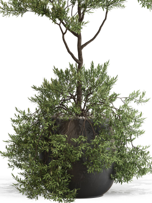 plants-collection-697-3d-model-max-obj-fbx-c4d-blend