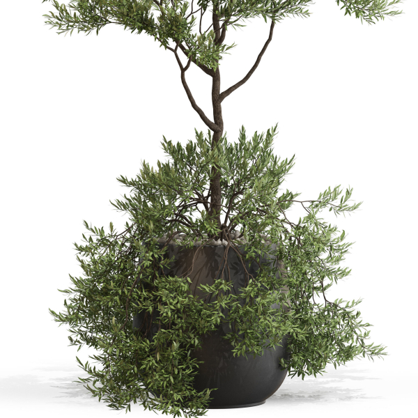 Plants collection 697