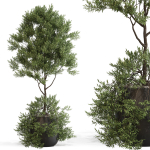 Plants collection 697