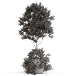 Plants collection 697