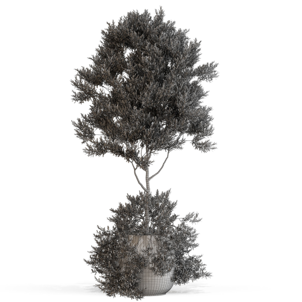 Plants collection 697
