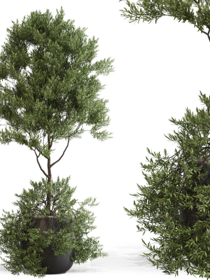 Plants collection 697