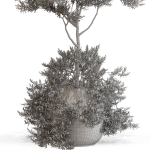 Plants collection 697