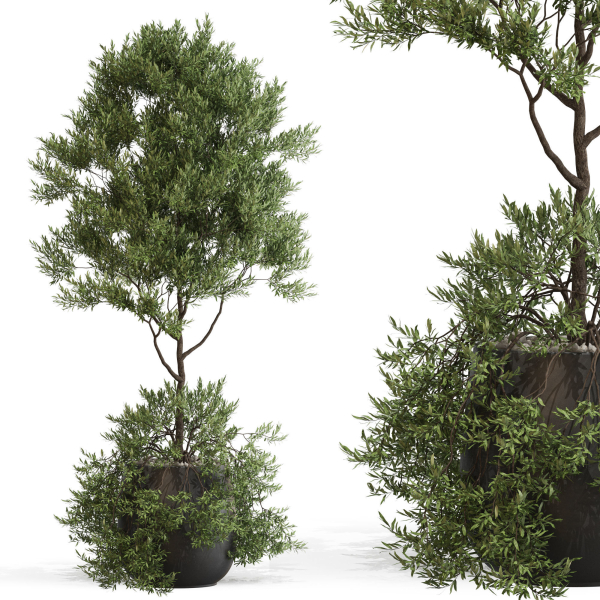 Plants collection 697