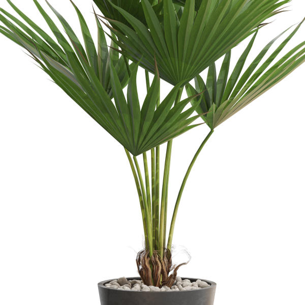 Plants collection 706