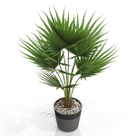Plants collection 706