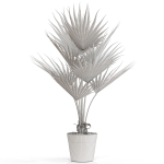 Plants collection 706