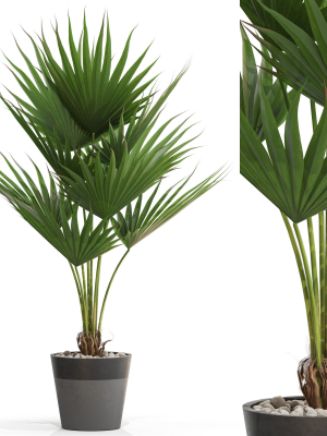 Plants collection 706