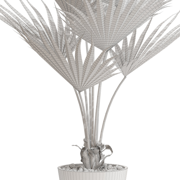 Plants collection 706