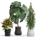 Plants collection 721