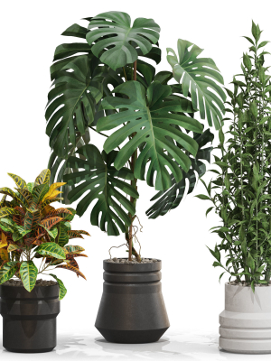 plants-collection-721-3d-model-max-obj-fbx-c4d-blend