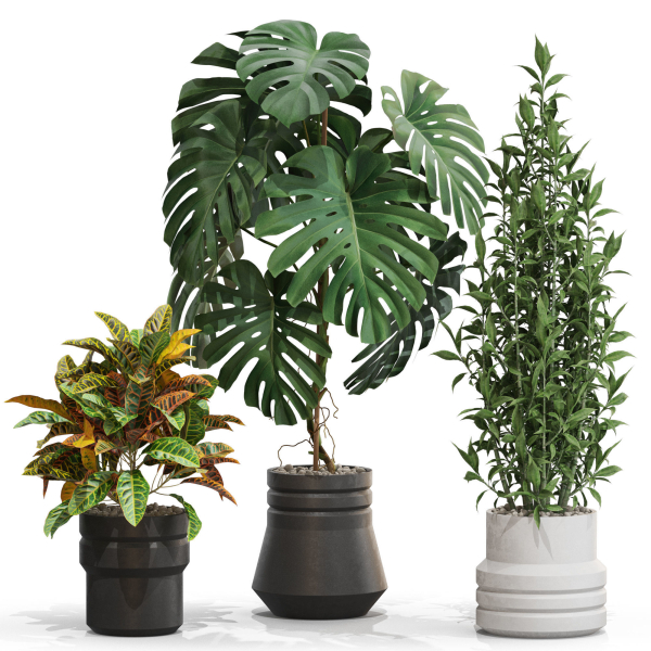 Plants collection 721