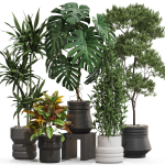 Plants collection 721