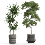 Plants collection 721