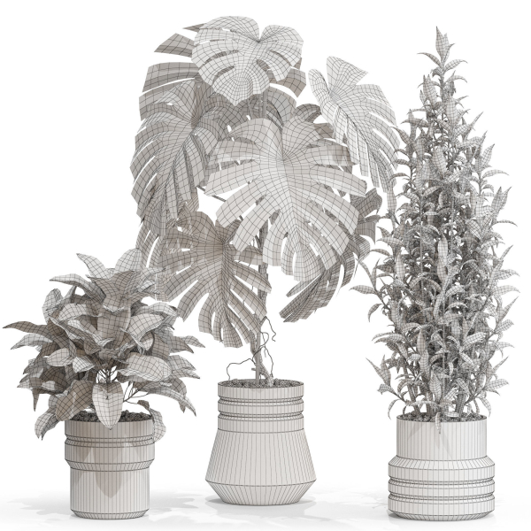 Plants collection 721