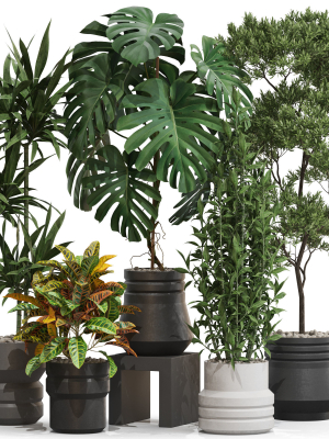 Plants collection 721