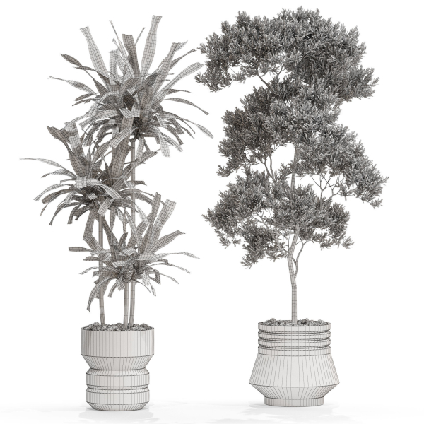 Plants collection 721