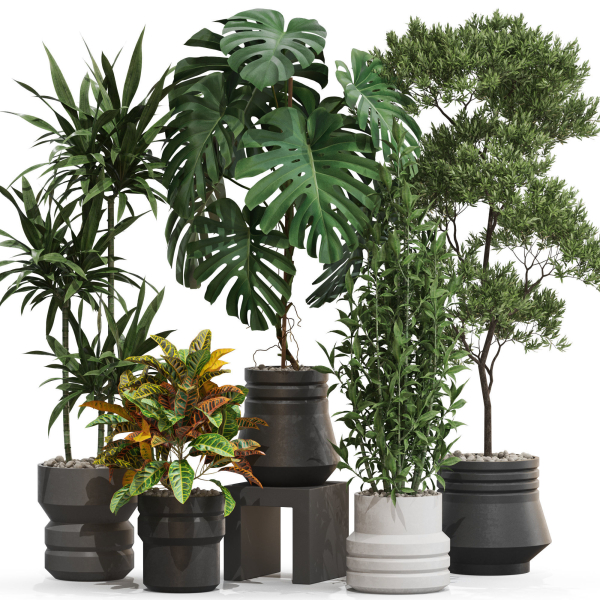 Plants collection 721