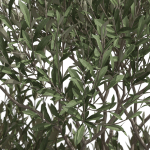 Plants collection 723