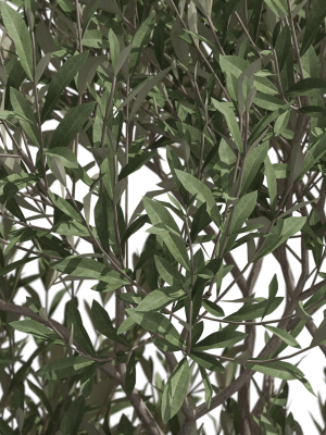 plants-collection-723-3d-model-max-obj-fbx-c4d-blend