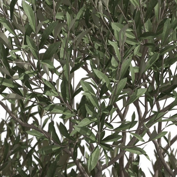 Plants collection 723