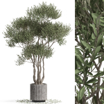 Plants collection 723