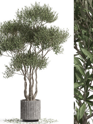 Plants collection 723