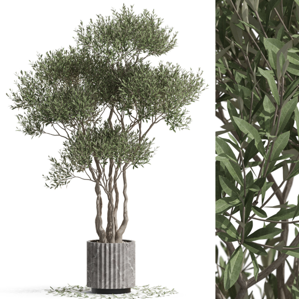 Plants collection 723