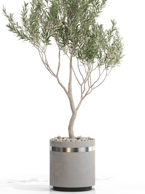 plants-collection-731-3d-model-max-obj-fbx-c4d-blend