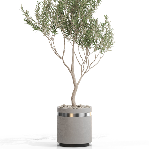 Plants collection 731