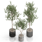 Plants collection 731