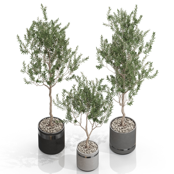 Plants collection 731