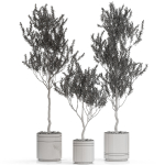Plants collection 731