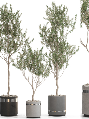 Plants collection 731