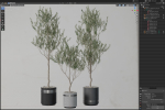 Plants collection 731