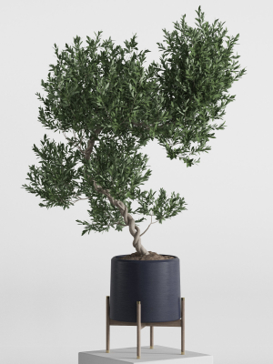 plants-collection-737-3d-model-max-obj-fbx-c4d-blend